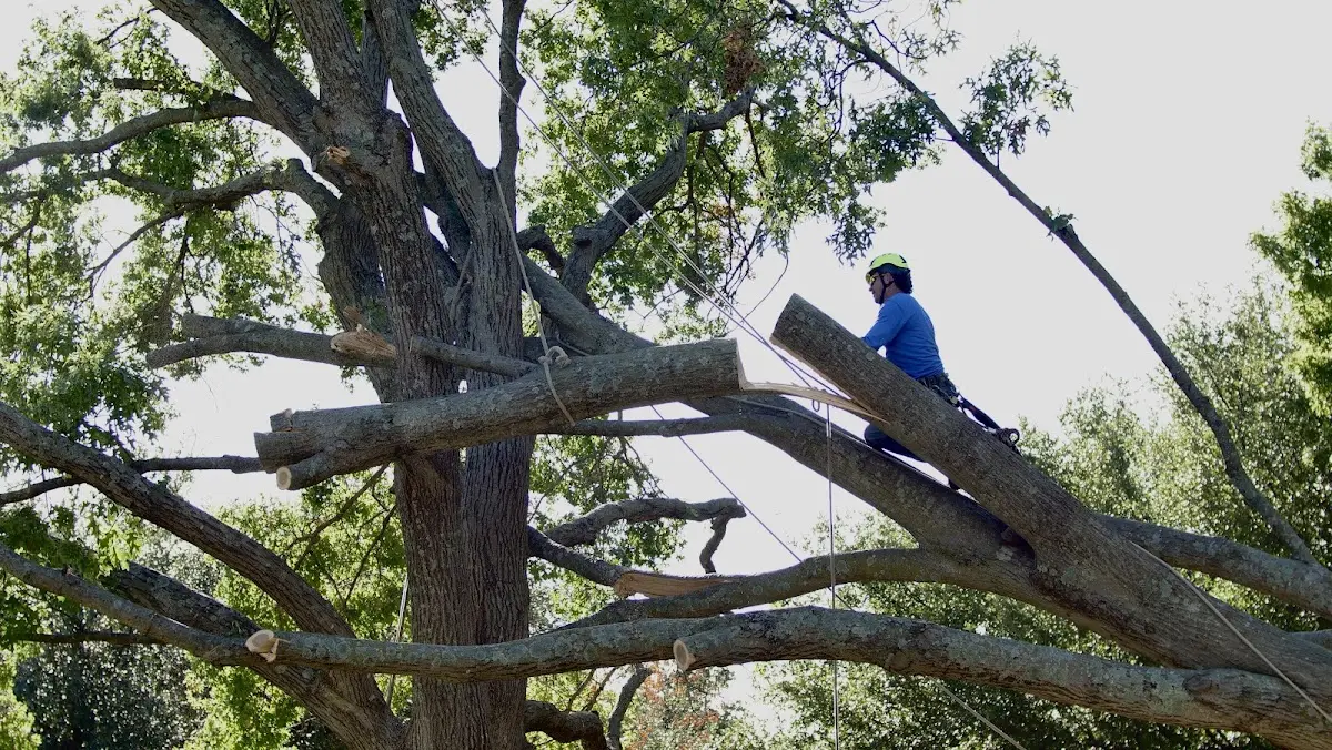 Professional Hazardous Tree Removal performed by certified arborists in Lawnside