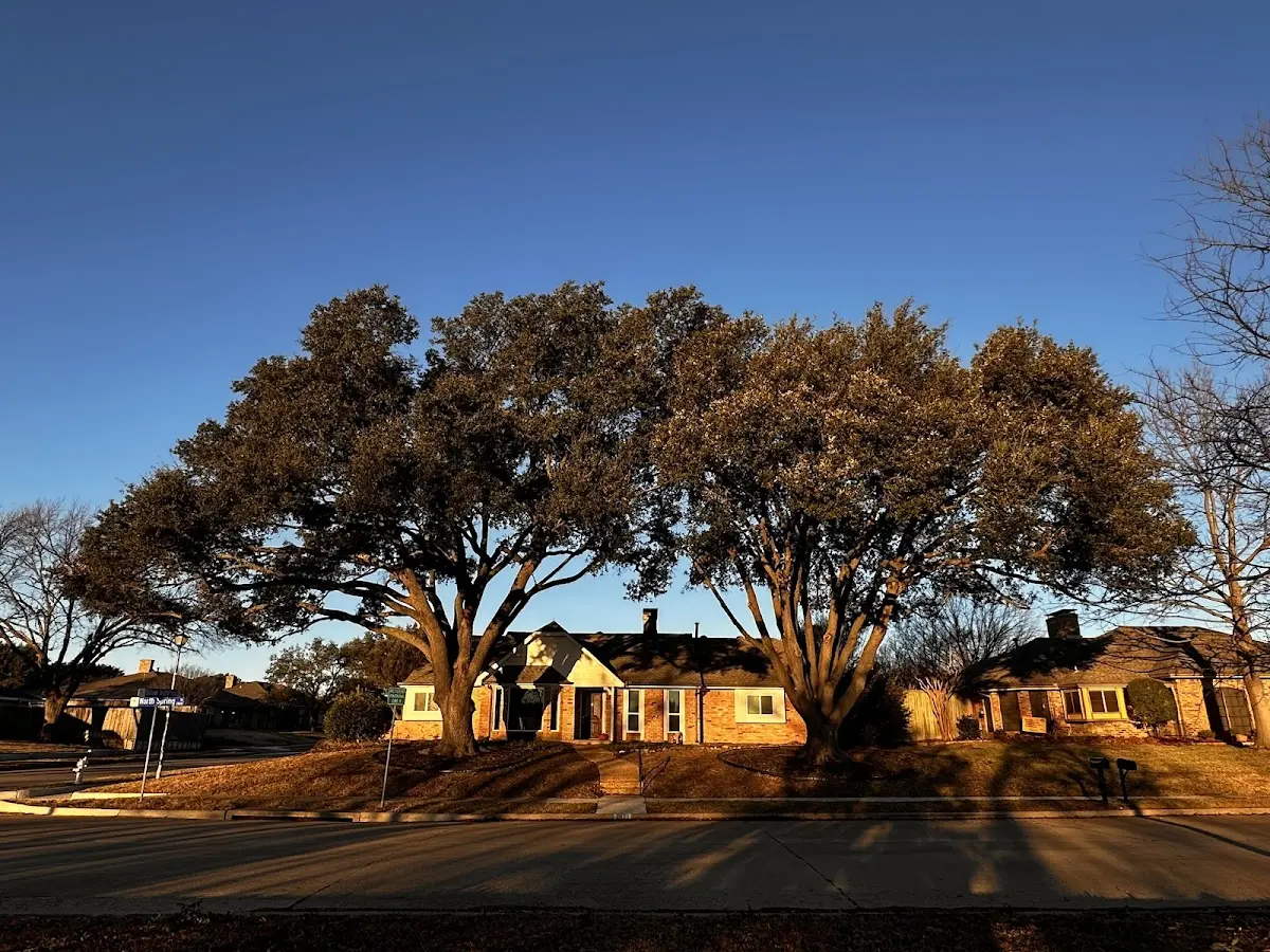 Established residential canopy tree shading a home in Lawnside